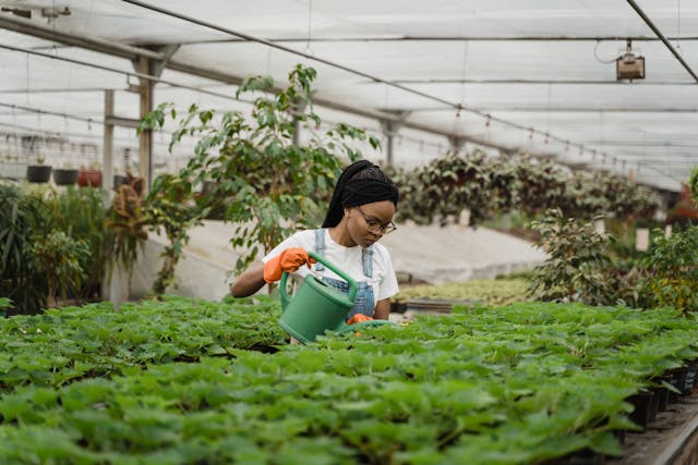 Person Watering plants